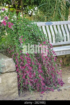 Buschklee (Lespedeza thunbergii) Foto Stock