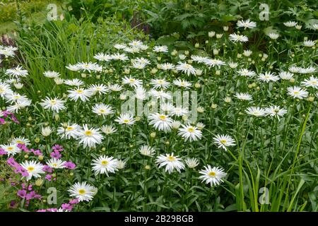 Garten-Margerite (Leucanthemum 'Christine Hagemann') Foto Stock