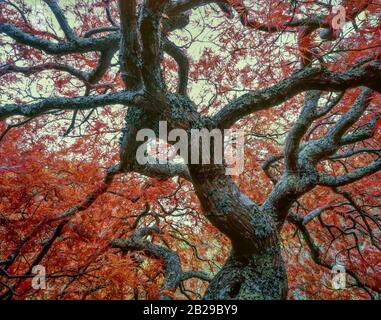 Tardo Autunno, Acero Giapponese, Giardino Fern Canyon, Mill Valley Foto Stock