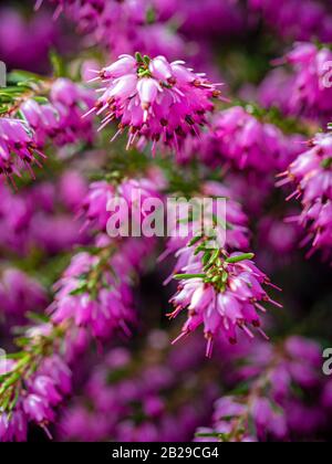 Primo piano di fiori rosa su erica Erica × darleyensis Foto Stock