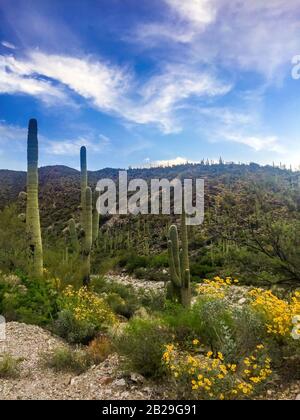 cactus saguaro nel deserto Foto Stock