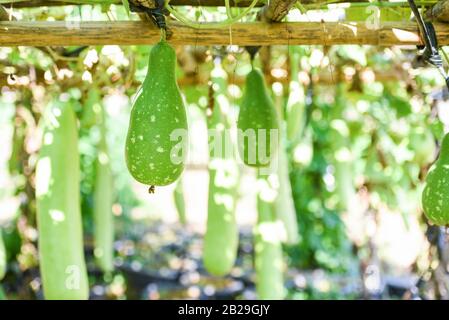 Verdure indiano lungo inverno zucca melone bottiglia / Calabash gourd o bottiglia gourd appeso sulla pianta di vite albero nel giardino Foto Stock