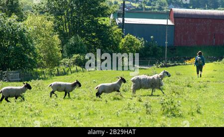 Il Wayfarers Scottish Border Program, 7 giugno 2019 a piedi dall'hotel in Peebles seguendo il percorso utilizzato da affanni per secoli. Cammina fino al Th Foto Stock