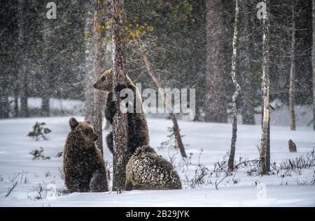 Lei-Orso e orso cuccioli nella foresta invernale. Nevicate nella stagione invernale. Habitat naturale. Orso bruno, Nome scientifico: Ursus Arctos Arctos. Foto Stock