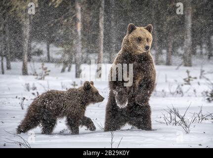 Lei-Orso e orso cuccioli nella foresta invernale. Nevicate nella stagione invernale. Habitat naturale. Orso bruno, Nome scientifico: Ursus Arctos Arctos. Foto Stock