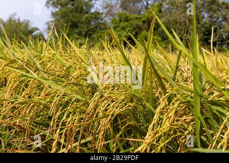 Primo piano campo di riso dorato (cibo naturale) ad est della thailandia. Foto Stock