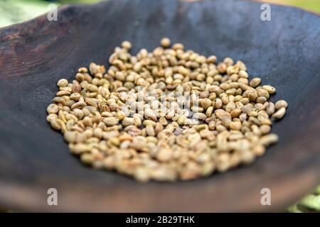 Torrefazione di chicchi di caffè verdi immaturi su una padella piatta in un villaggio nel sud dell'Etiopia Foto Stock