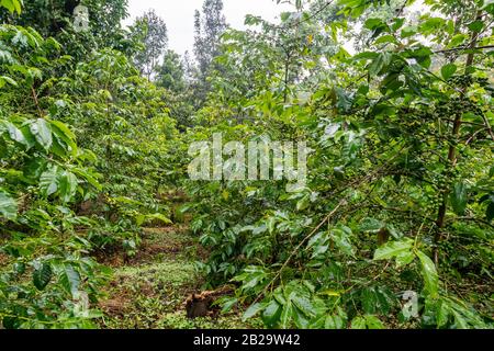 Ciliegie di caffè verde immature su una pianta di caffè in Etiopia meridionale Foto Stock