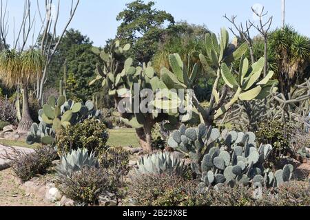 Diversi tipi di cactus PRACY PAR. Foto Stock