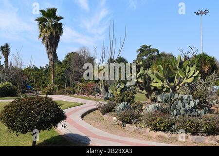 Un sentiero a piedi nel mezzo di un giardino di Cactus. Foto Stock