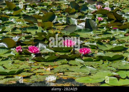 Gigli d'acqua rosa fioriscono nello stagno. Foto Stock