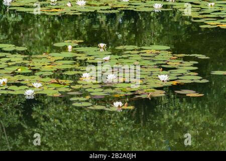 Gigli d'acqua bianca fioriscono nello stagno. Foto Stock