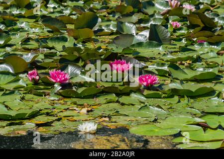 Gigli d'acqua rosa fioriscono nello stagno. Foto Stock