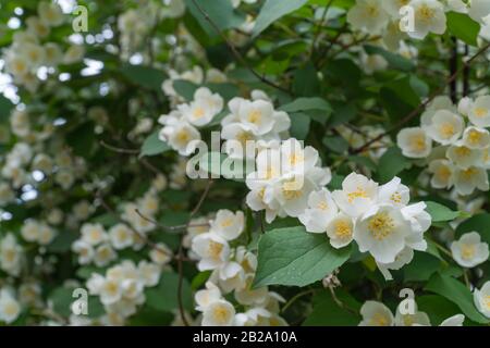 Simulazione Di Fiori D'Arancio. Bellissimo arbusto in fiore. Estate Foto Stock