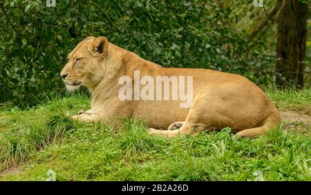 leone femmina posa e riposo in erba, zoo Foto Stock