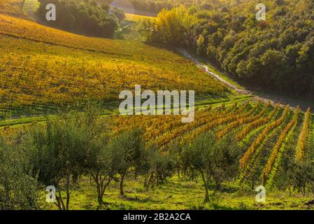 Vista panoramica Dei Vigneti del chianti in autunno vicino alla piccola e famosa città di Radda in Chianti Foto Stock