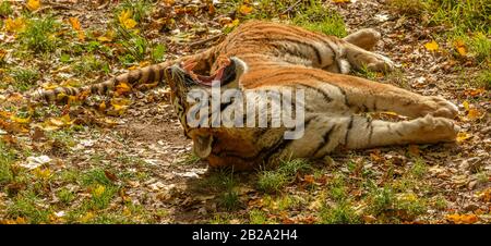 tigre che si posano sulla schiena mostrando i denti in zoo Foto Stock