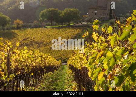 Vista panoramica Dei Vigneti del chianti in autunno vicino alla piccola e famosa città di Radda in Chianti Foto Stock