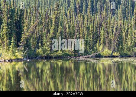 Alberi riflessi nel Lago Morcheau in British Columbia, Canada Foto Stock