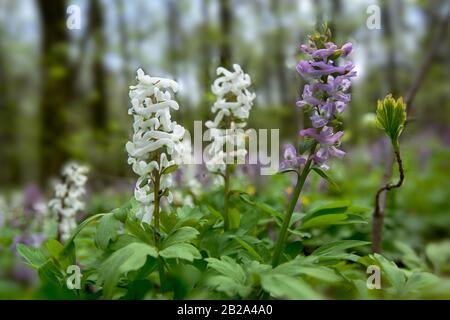 Fiori di birthwort viola e bianco (Corydalis solida) nella foresta. Primo piano. Foto Stock