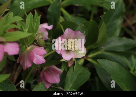Bella viola Hellebore fioritura in primavera Foto Stock