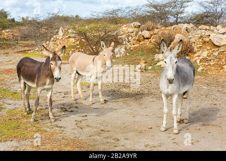 Tre asini colorati che si trovano in natura selvaggia sull'isola Bonaire Foto Stock