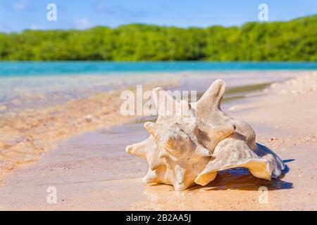 Un guscio carko vuoto situato sulla spiaggia sulla costa con acqua di mare Foto Stock