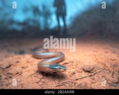 Silhouette di una persona dietro un serpente di Dwyer (Parasuta dwyeri) in habitat spinifex all'alba, nuovo Galles del Sud, Australia Foto Stock