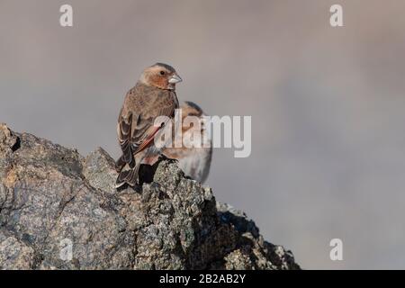 Finch africano con alata di Crimson Foto Stock