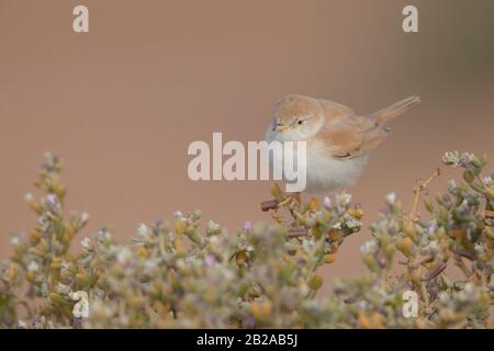 Guerriatore del deserto africano Foto Stock