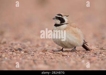 La lark di Temmink Foto Stock