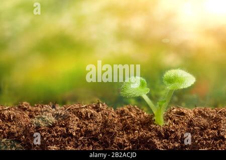 Germogliare su uno sfondo verde bokeh con raggi di luce solare. Il concetto di inizio di una nuova vita, sviluppo. Immagine orizzontale con spazio di copia. Foto Stock