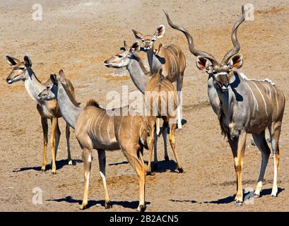 Mandria Di Kudu, Parco Nazionale Etosha, Namibia Foto Stock