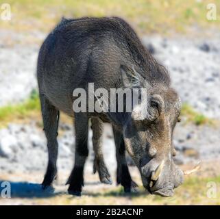 Ritratto Di Un Warthog, Parco Nazionale Di Etosha, Namibia Foto Stock