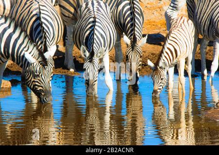 Mandria di zebra che beve in un buco d'acqua, Parco Nazionale di Etosha, Namibia Foto Stock