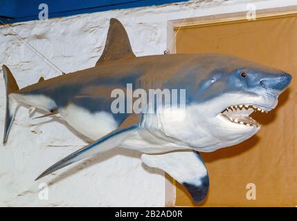 Modello di grande squalo bianco nel guscio houxse .Bartolomeu Dias Museum, 1 Market Street, Mossel Bay, Garden Route, Western Cape, Sudafrica Foto Stock