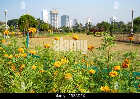 I marigolds in fiore in un parco dei giardini pensili a Mumbai, India Foto Stock