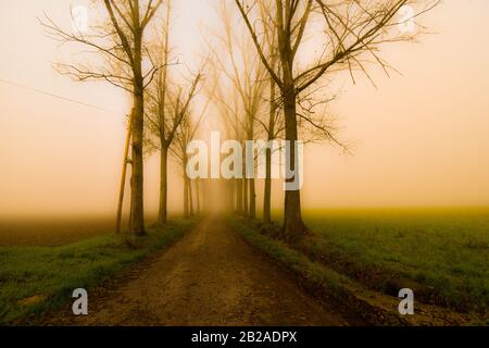 Strada alberata nella nebbia, Alessandria, Piemonte, Italia Foto Stock