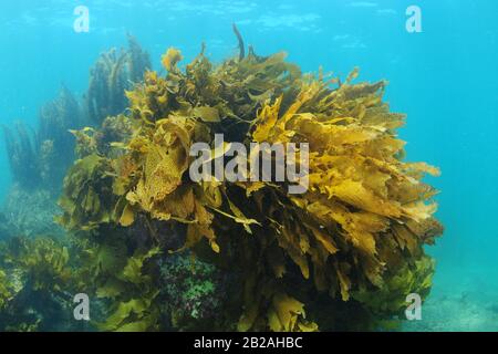 Grande roccia ricoperta principalmente di kelp marrone Ecklonia radiata che si erge dal fondo del mare. Foto Stock