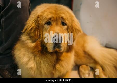 Fluffy ritratto del cane tibetano mastiff, primo piano. Foto Stock