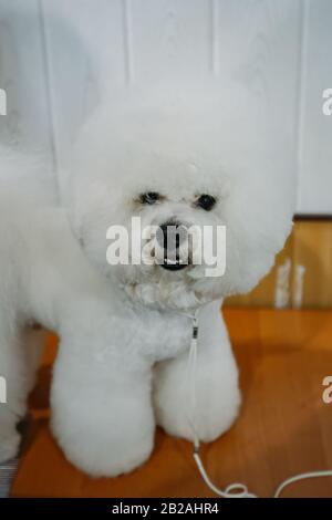 Cane Bichon Frise in piedi sul tavolo. Foto Stock