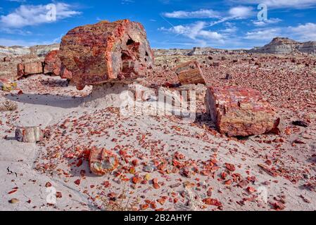 Broken Petrificed Wood, Jasper Forest, Petrificed Forest National Park, Arizona, Stati Uniti Foto Stock