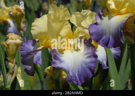 Giallo e viola fiore all'iride con bearded tall, Designers Art Foto Stock