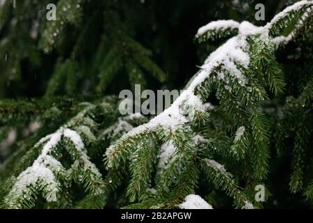 Neve e gocce d'acqua sui rami di abete rosso Foto Stock