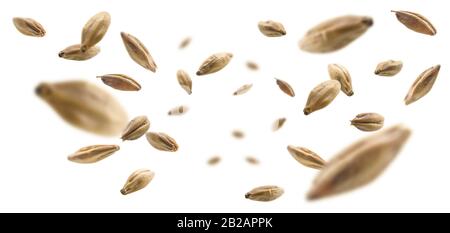 Cereali di malto d'orzo levitate su sfondo bianco Foto Stock