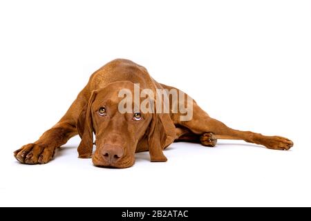 Bellissimo ritratto di casa ungherese di vizsla cane full body. Cane sdraiato e guardando in alto, isolato su sfondo bianco. Foto Stock