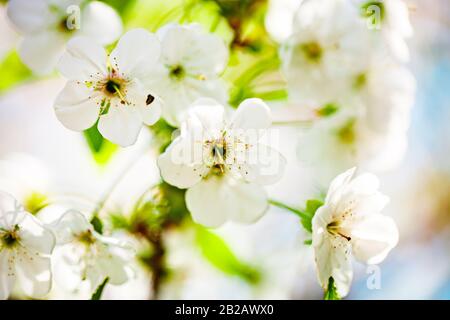 Fiori rosa fiore pesca albero a primavera. Primavera fioritura, Abstract sfondo. Banner. Messa a fuoco selettiva. Foto Stock