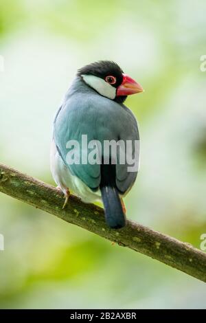 Java sparrow su una filiale, Indonesia Foto Stock