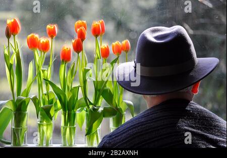 Vista posteriore dell'uomo che indossa un cappello che guarda vasi pieni di tulipani Foto Stock