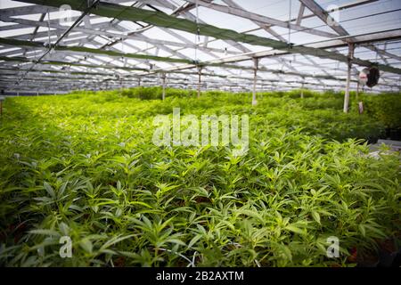 Serra piena di piante di cannabis, USA Foto Stock